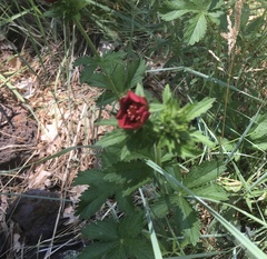 Potentilla thurberi