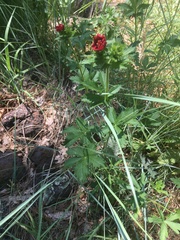 Potentilla thurberi