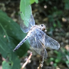 Leucorrhinia frigida