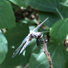Leucorrhinia frigida