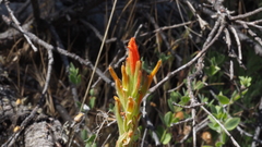 Castilleja miniata oblongifolia