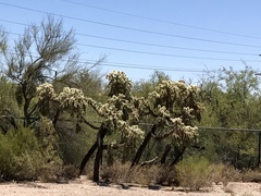 Cylindropuntia fulgida