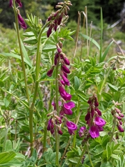 Hedysarum occidentale