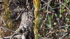 Castilleja miniata oblongifolia