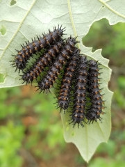 Hemileuca maia
