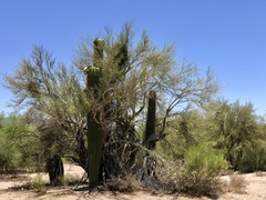 Parkinsonia microphylla