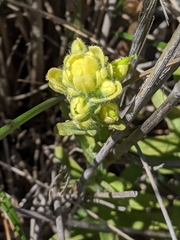 Castilleja wightii