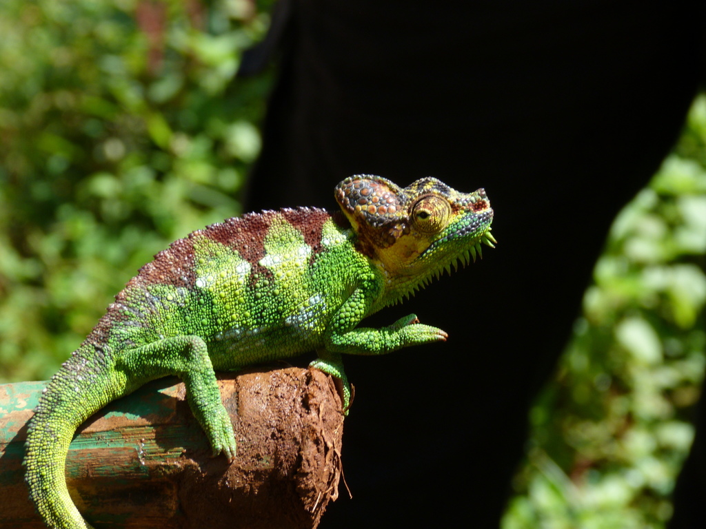 Kenyan High-casqued Chameleon