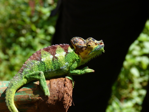 High-casqued Chameleon, Trioceros hoehnelii