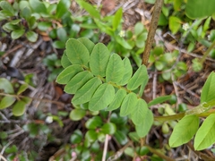 Hedysarum occidentale