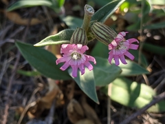 Silene verecunda
