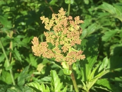 Filipendula rubra