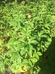 Filipendula rubra