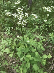 Valeriana occidentalis