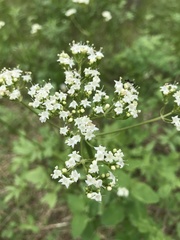 Valeriana occidentalis