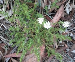 Stellaria pungens