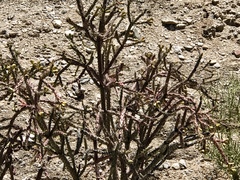 Cylindropuntia thurberi versicolor