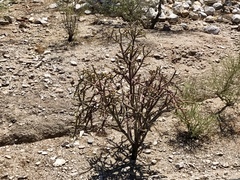 Cylindropuntia thurberi versicolor