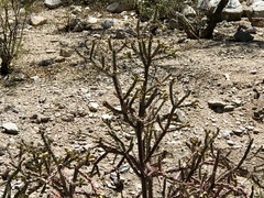 Cylindropuntia thurberi versicolor