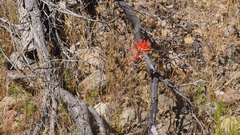 Castilleja miniata oblongifolia