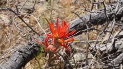 Castilleja miniata oblongifolia