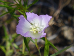 Clarkia arcuata