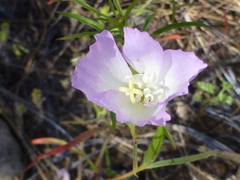 Clarkia arcuata