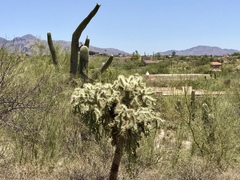 Cylindropuntia fulgida