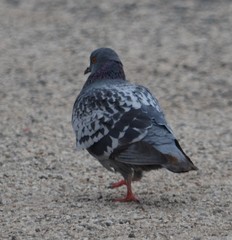 Columba livia