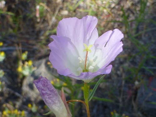 Image of Clarkia arcuata by no rights reserved
