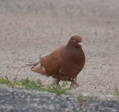 Columba livia