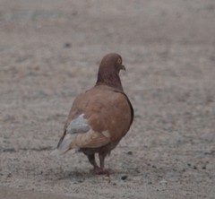 Columba livia