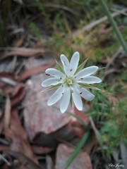 Stellaria pungens