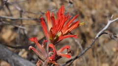 Castilleja miniata oblongifolia