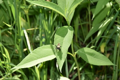 Laphria flavicollis