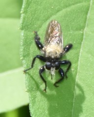 Laphria flavicollis