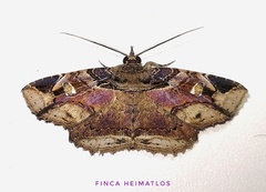 Peteroma denticulata