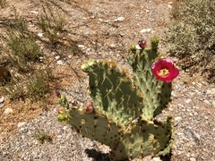 Opuntia