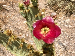 Opuntia