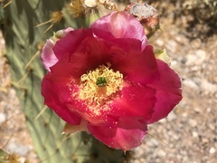 Opuntia
