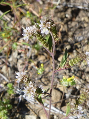 Phacelia hastata compacta