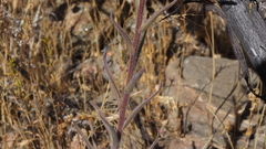 Castilleja miniata oblongifolia