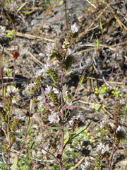Phacelia hastata compacta
