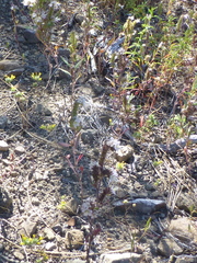Phacelia hastata compacta