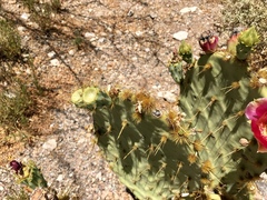 Opuntia