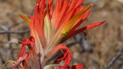 Castilleja miniata oblongifolia