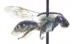 Andrena ceanothi