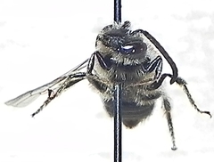Andrena ceanothi