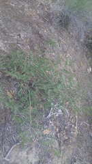 Hosackia crassifolia crassifolia