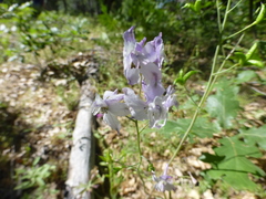 Delphinium gracilentum